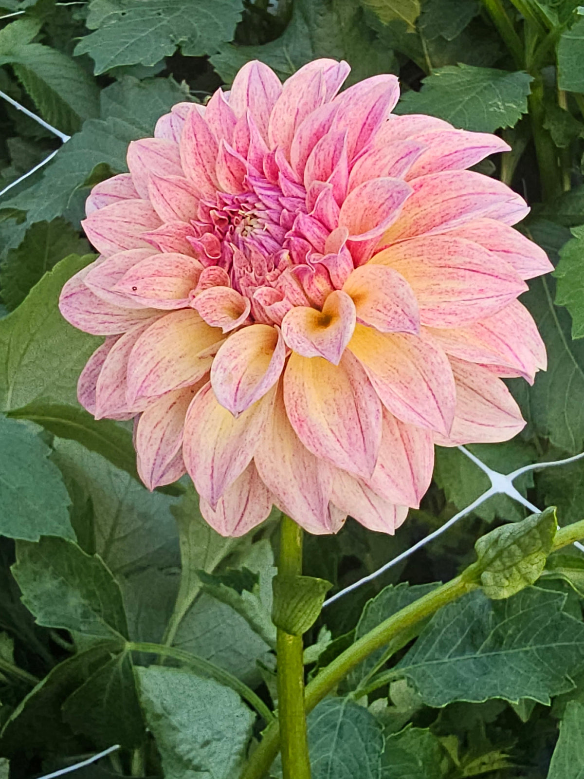 PS Banana Berry