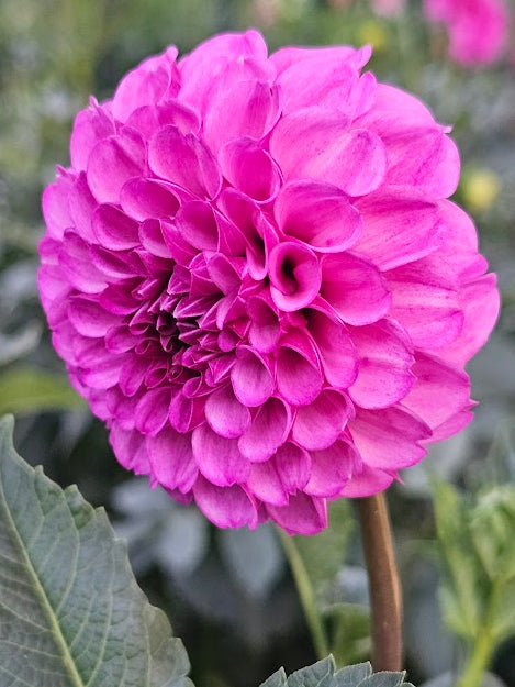 Robann Royal
