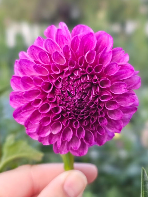 Robann Royal