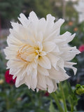 Roque Starburst