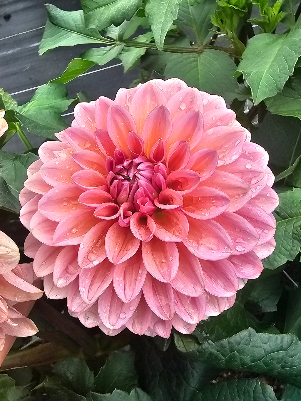 Rosa Pantera