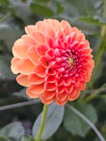 Ruskin Tangerine