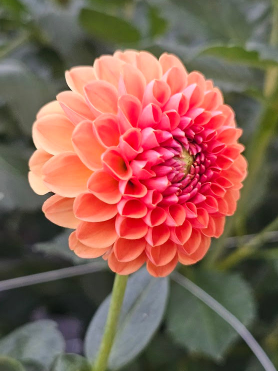 Ruskin Tangerine