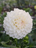 Ryecroft Brenda T