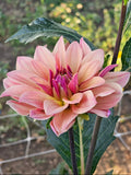 Salish October Wedding
