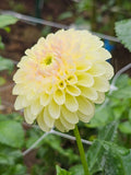 Skipley Moonglow