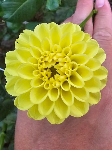 Tahoma Lael