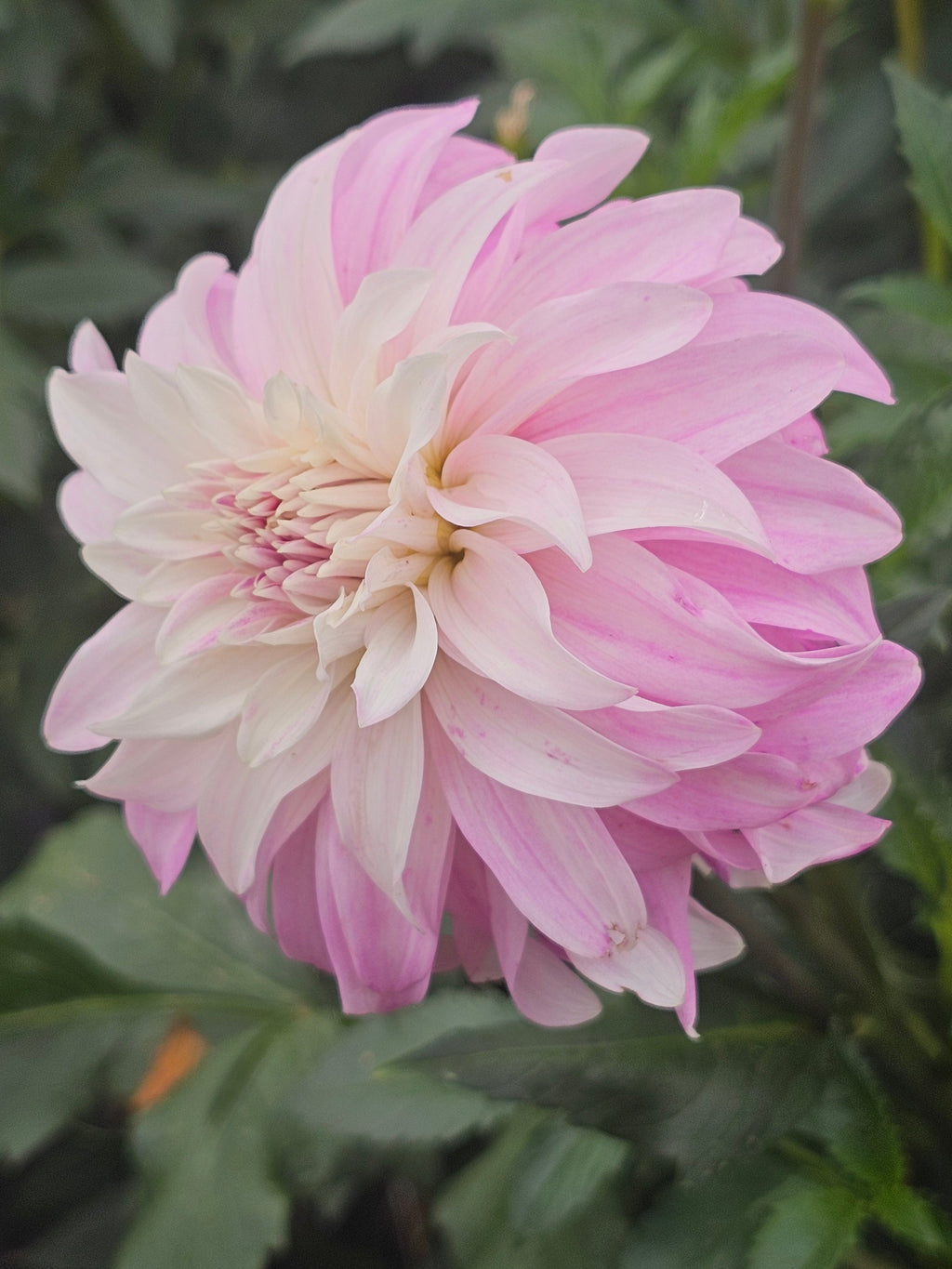 Pink Petticoat