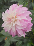 Pink Petticoat
