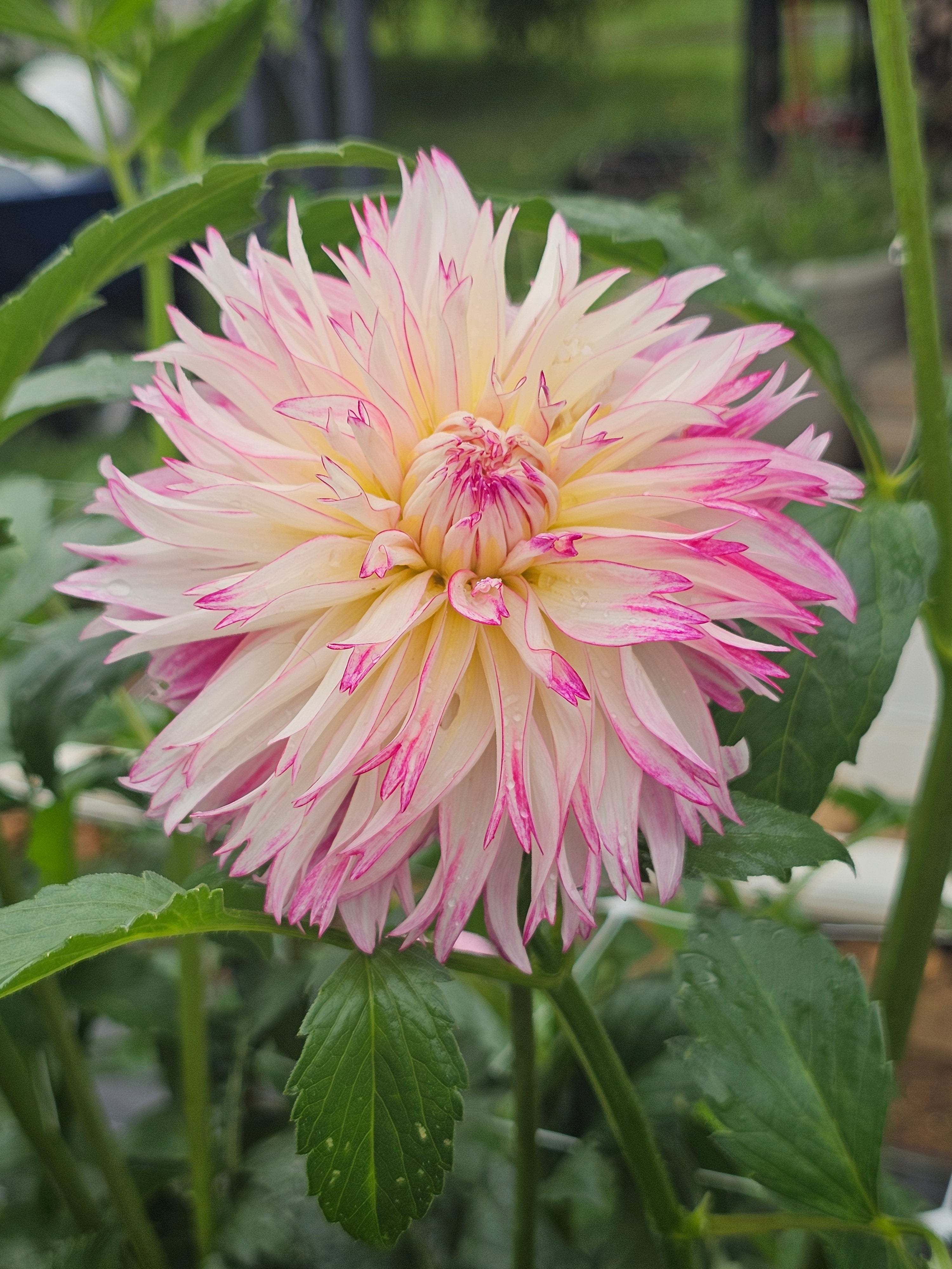 Aljo Frills