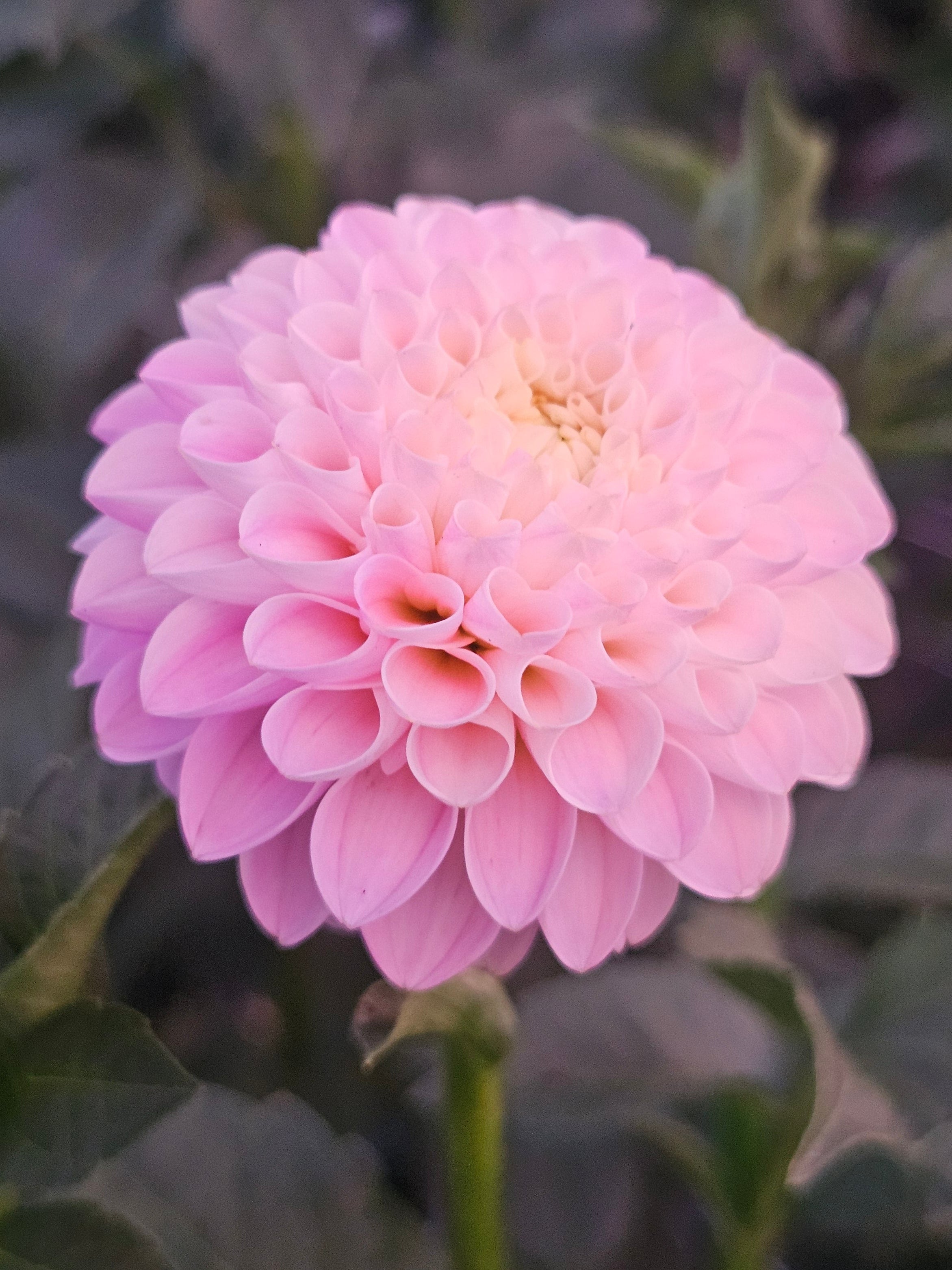 Hollyhill Pink Pearl Two