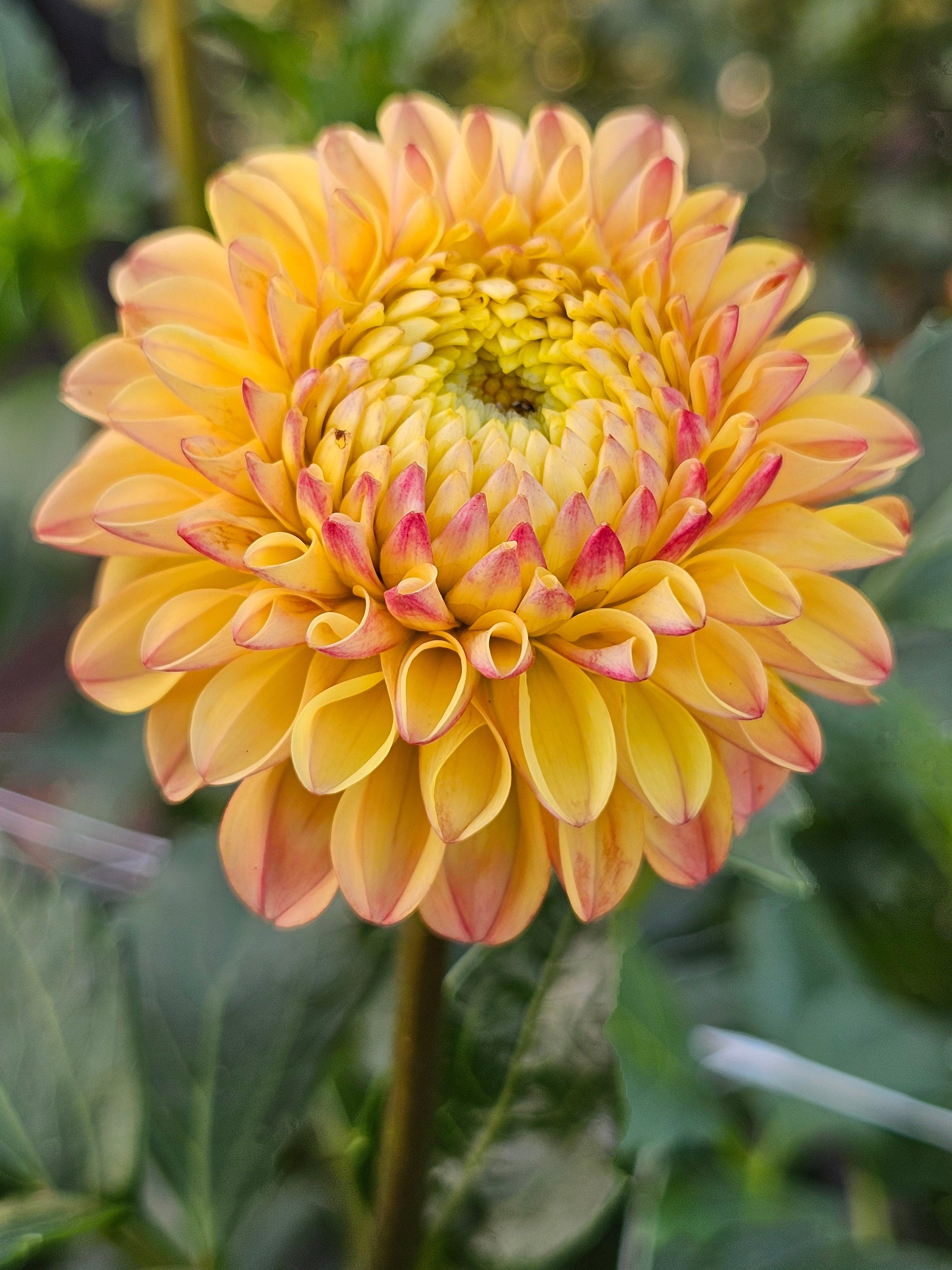 Ferncliff Citron