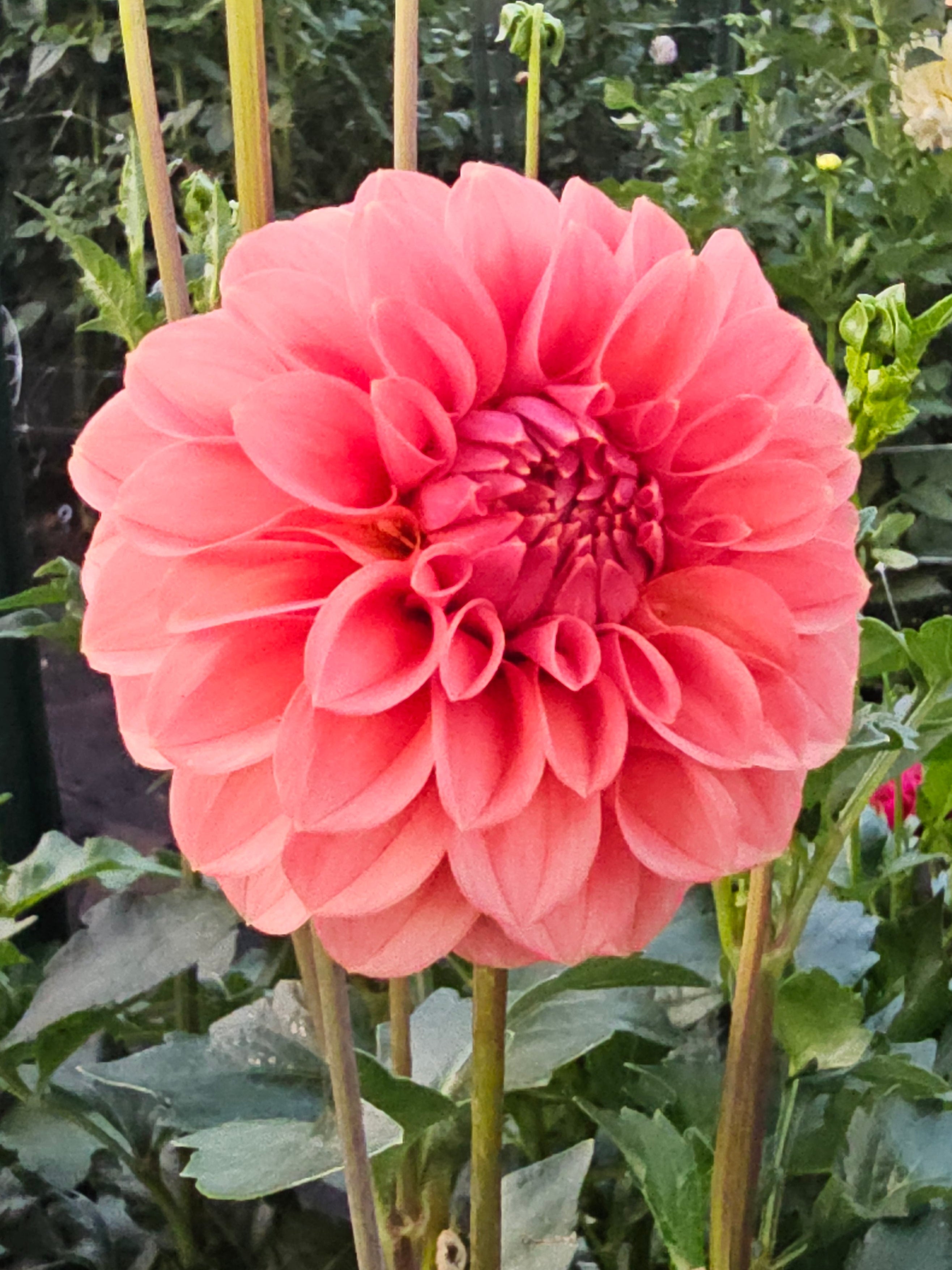 KA Keltie Rose