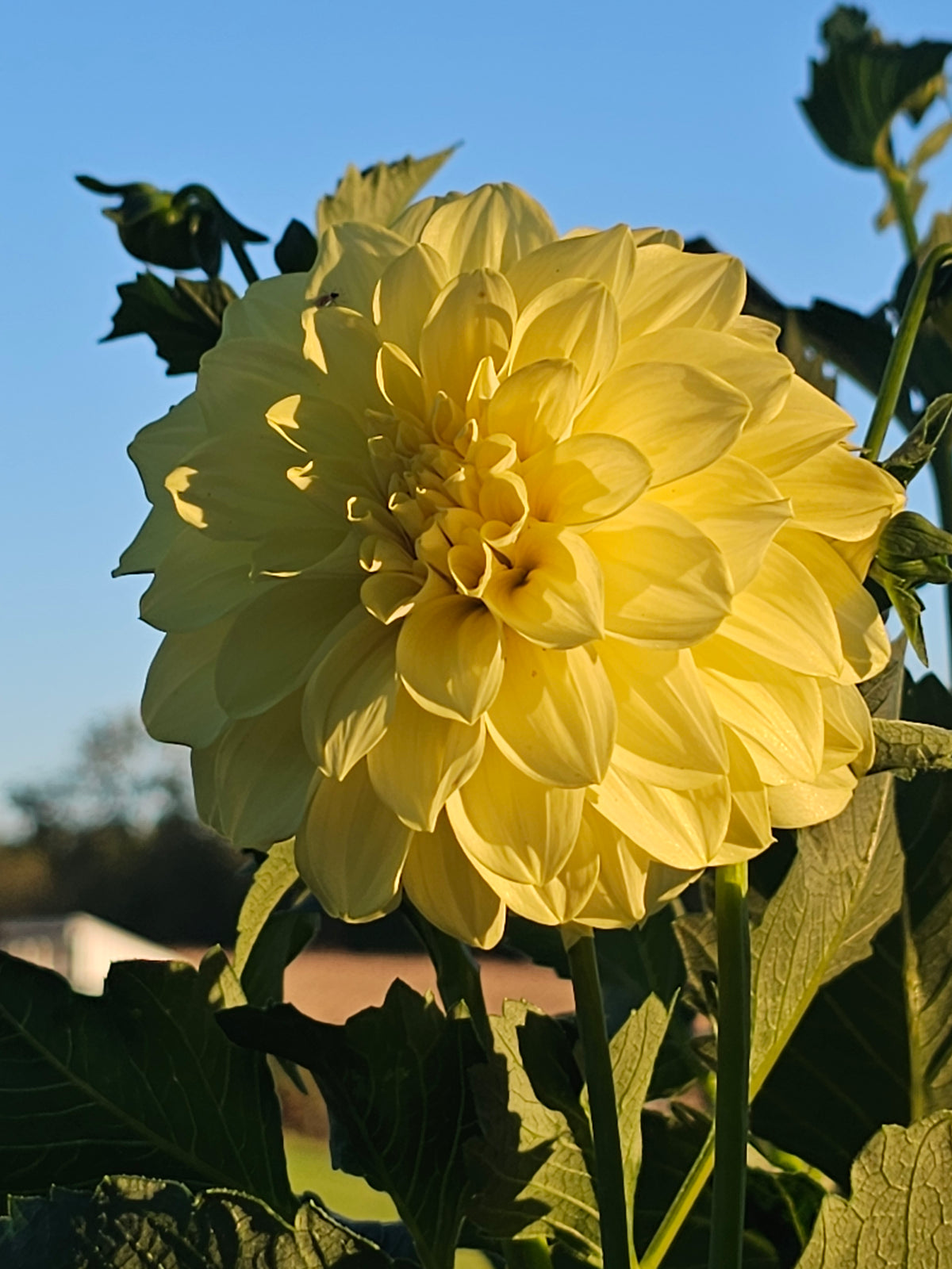 Lee's Primrose Queen