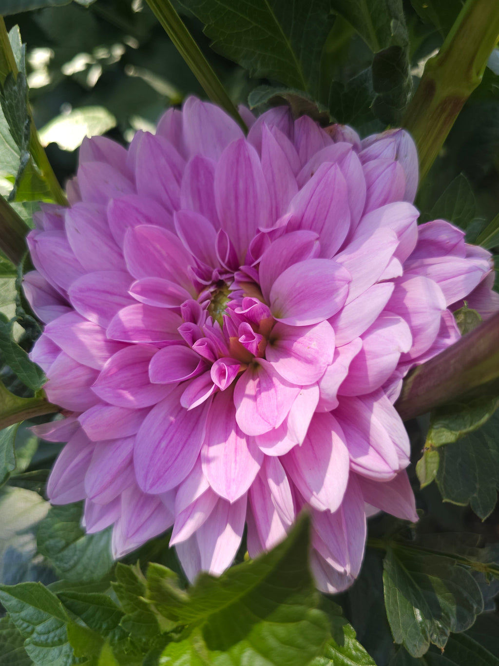 Henk's Lilac Wonder
