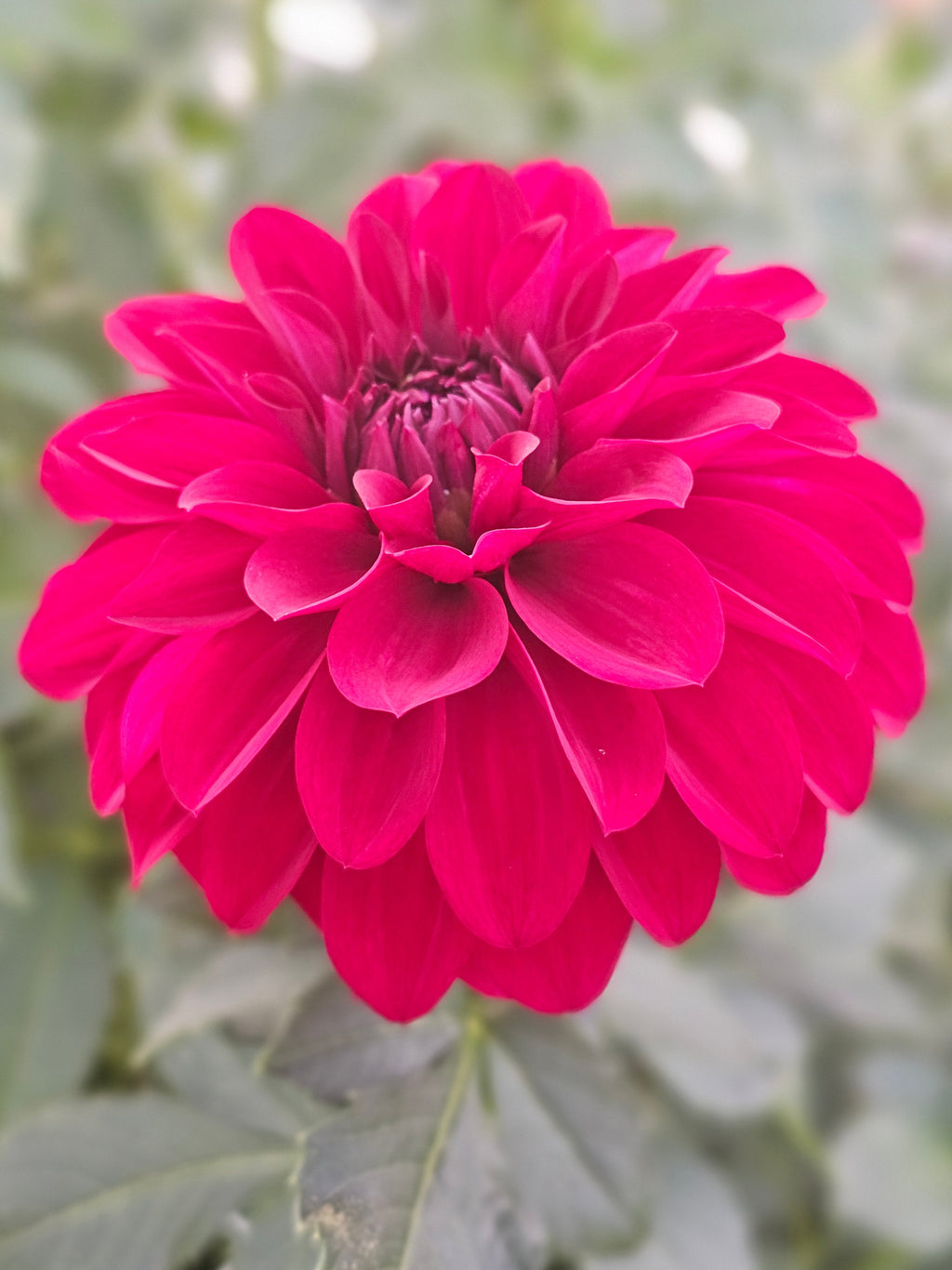 MD's Sadie