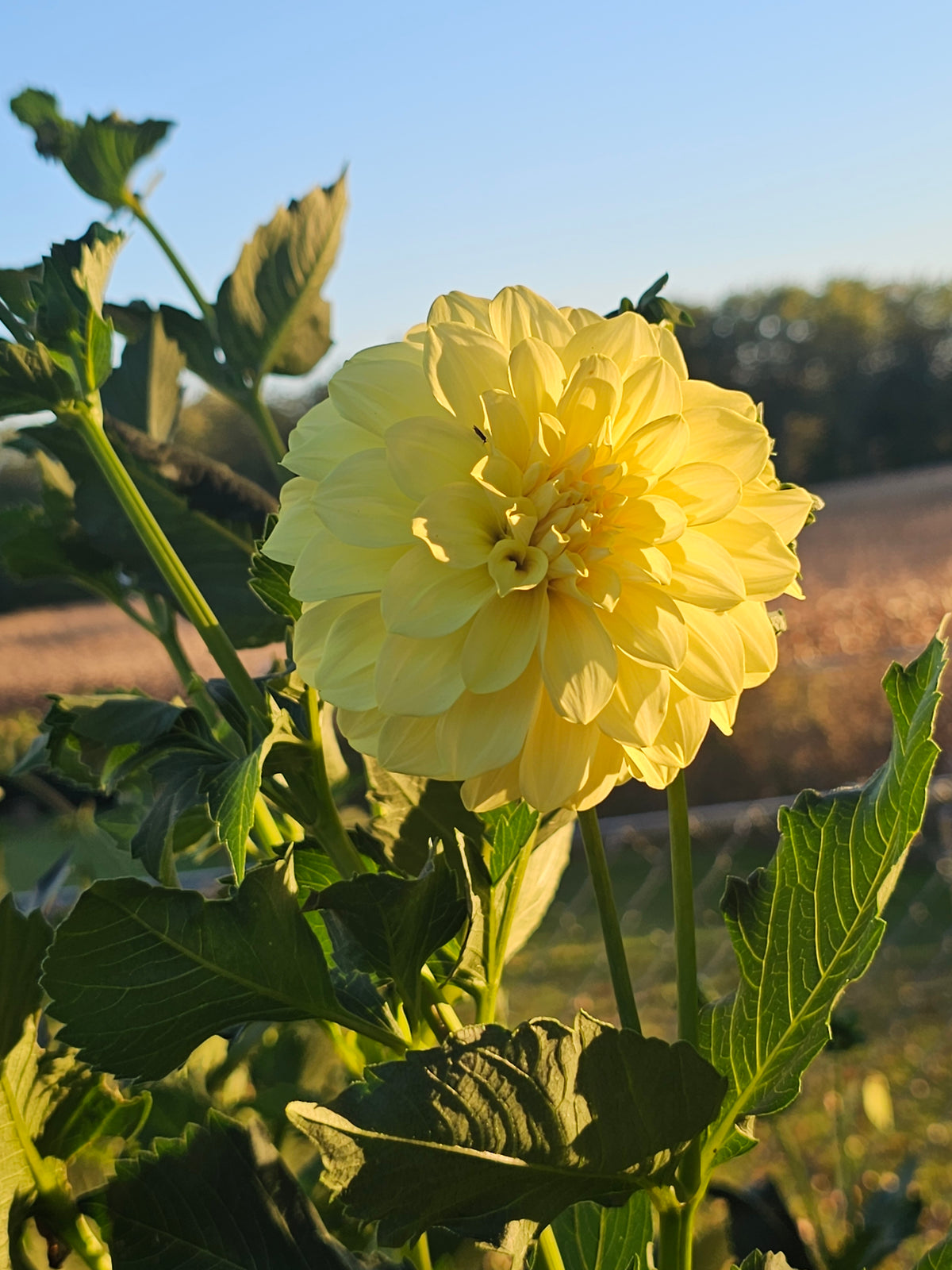 Lee's Primrose Queen