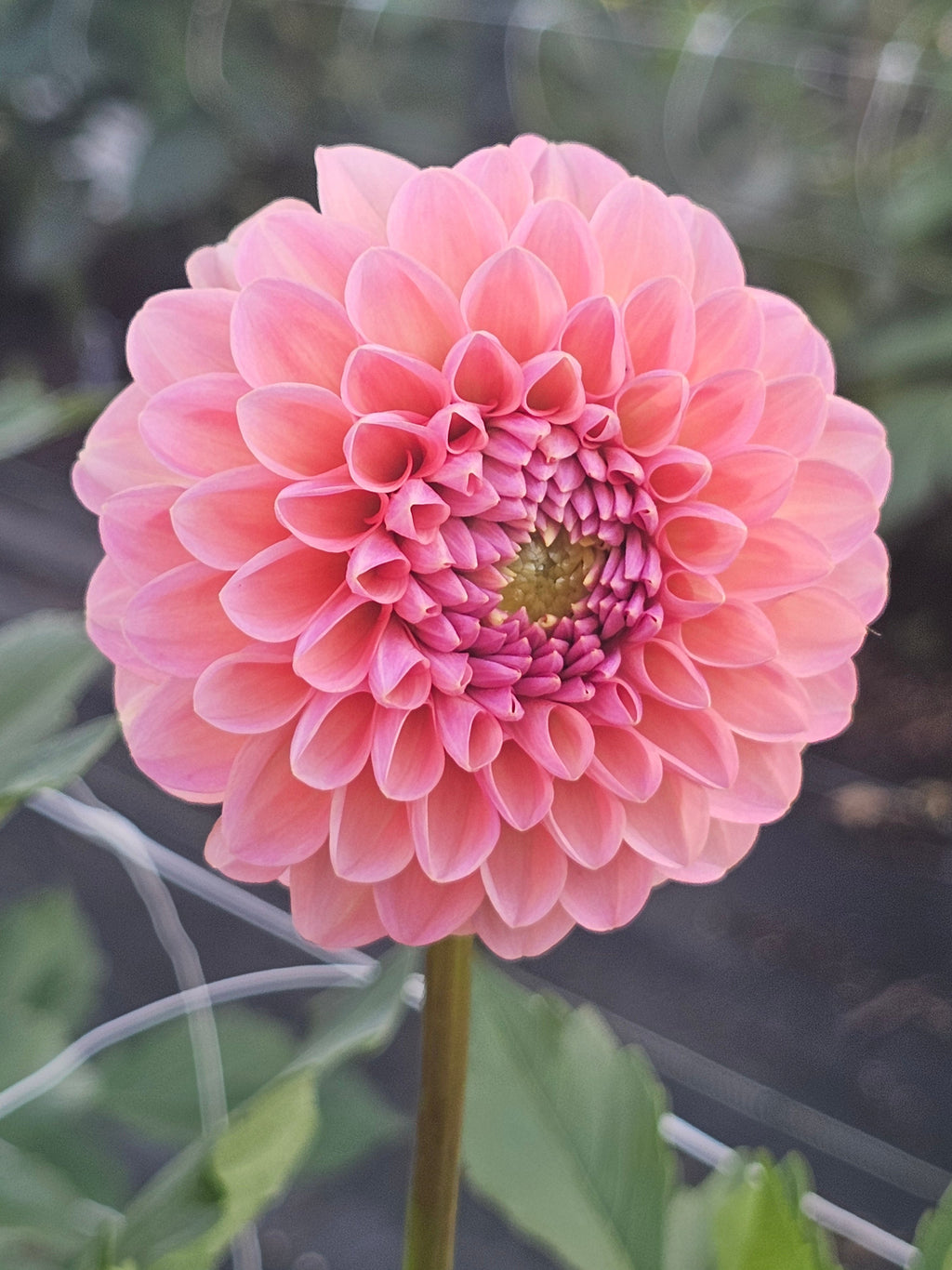 Hamari Rose