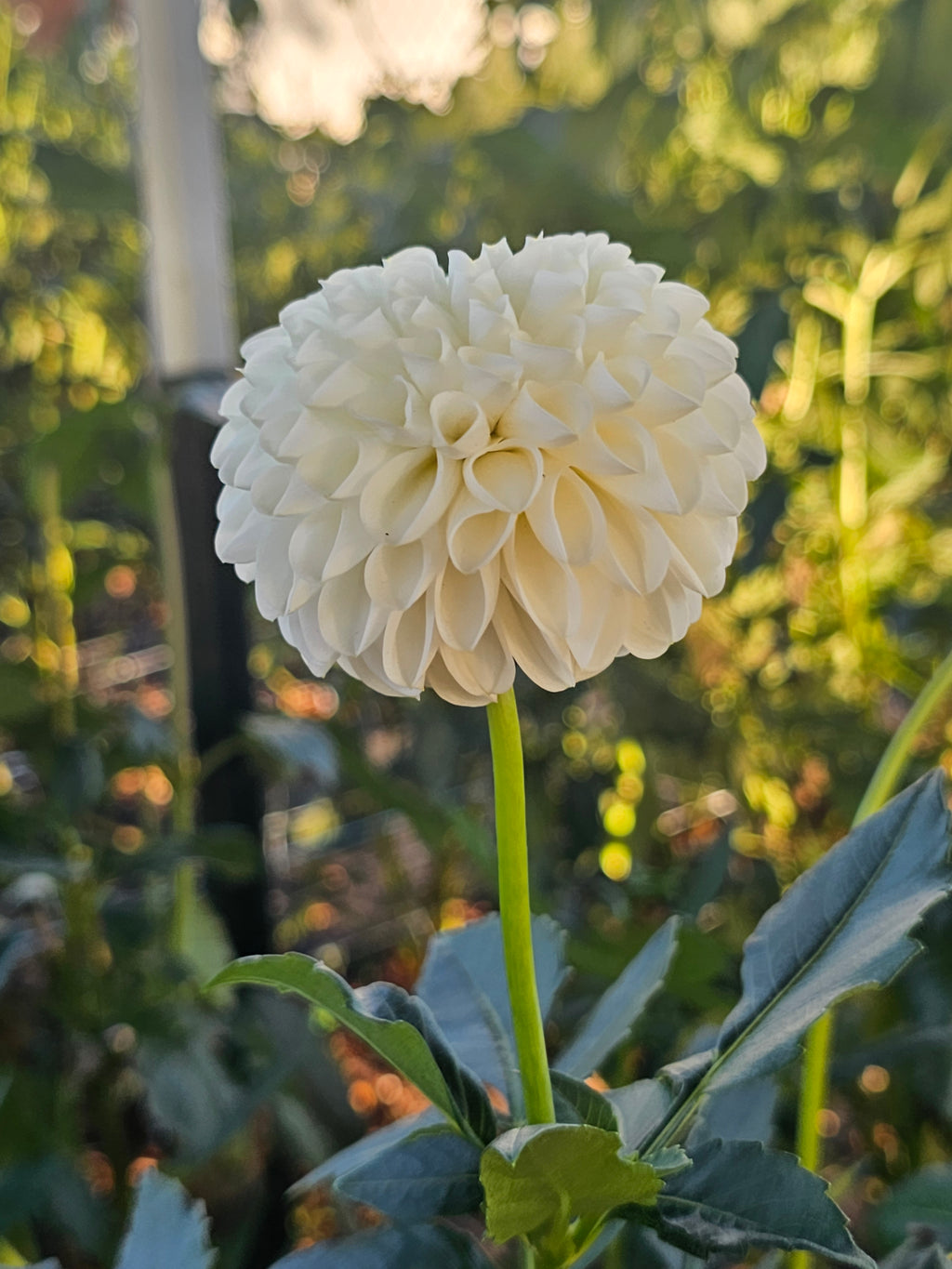 MS Doris