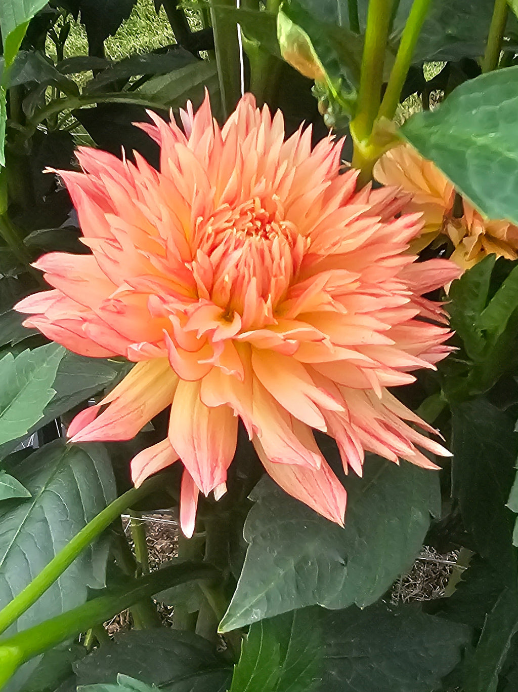 Arizona