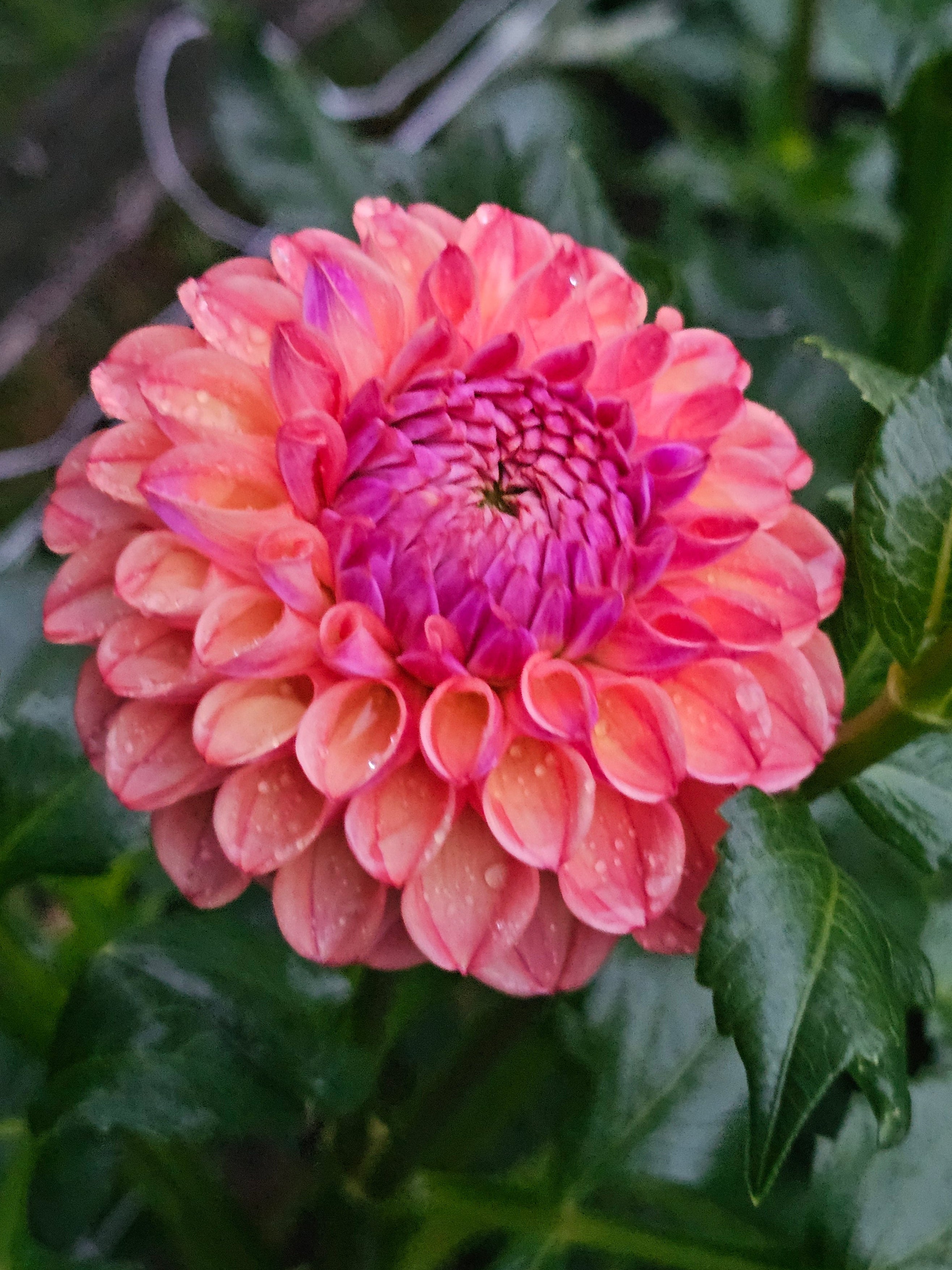 Hapet Coppery