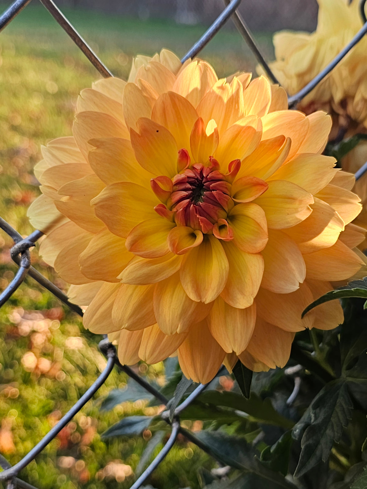 Karma Gold