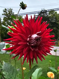 Bloomquist Quill
