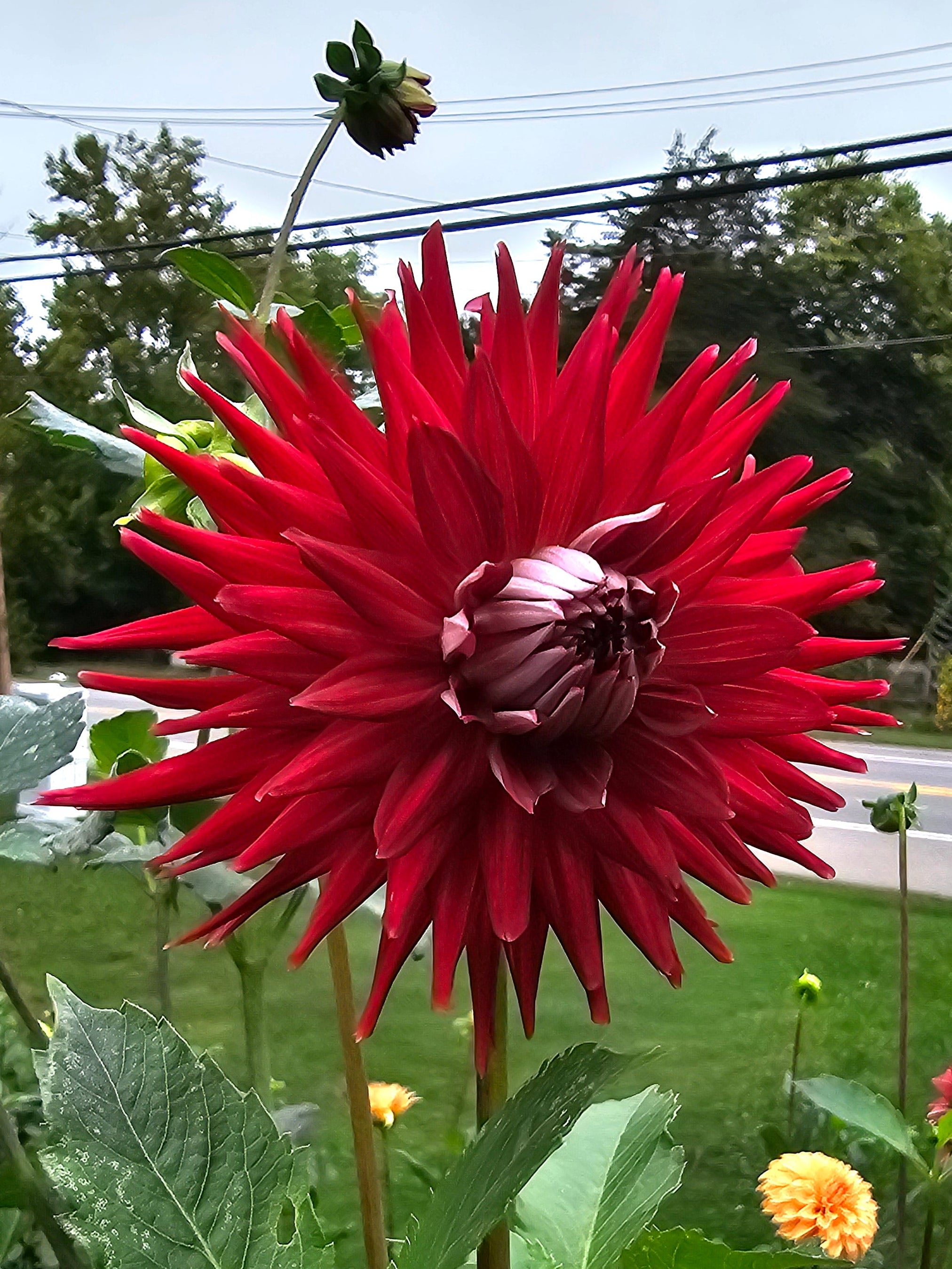 Bloomquist Quill