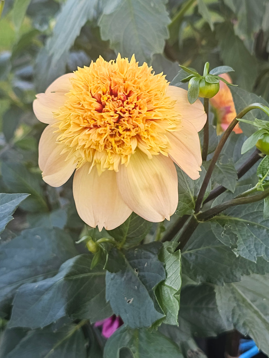 Sandia Brocade