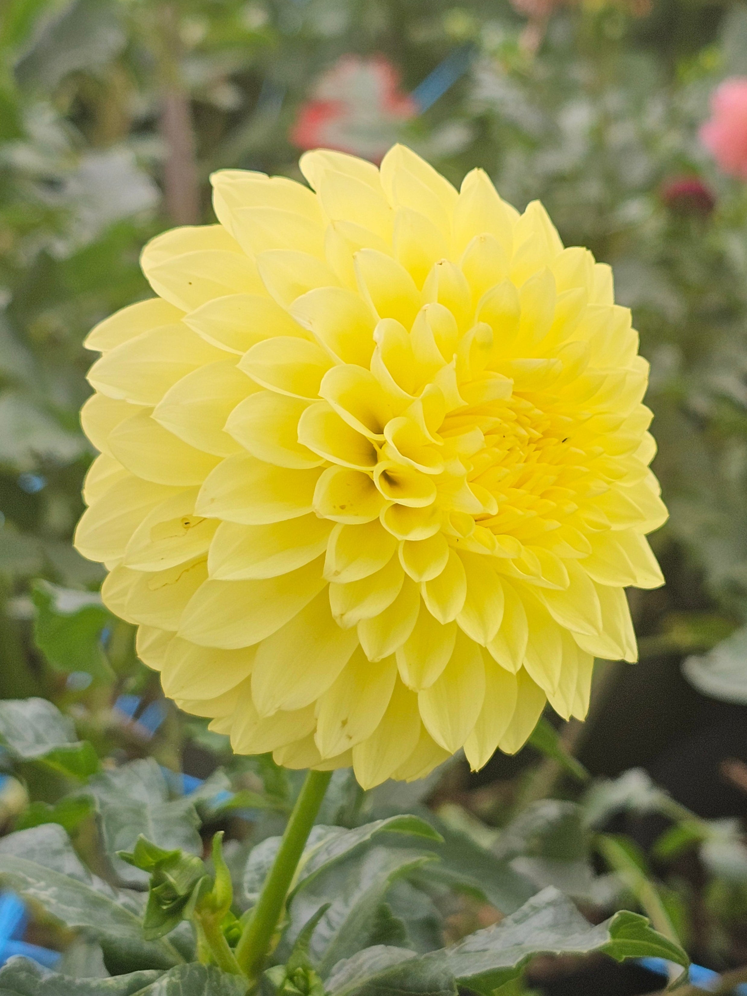 Crazy 4 Gina