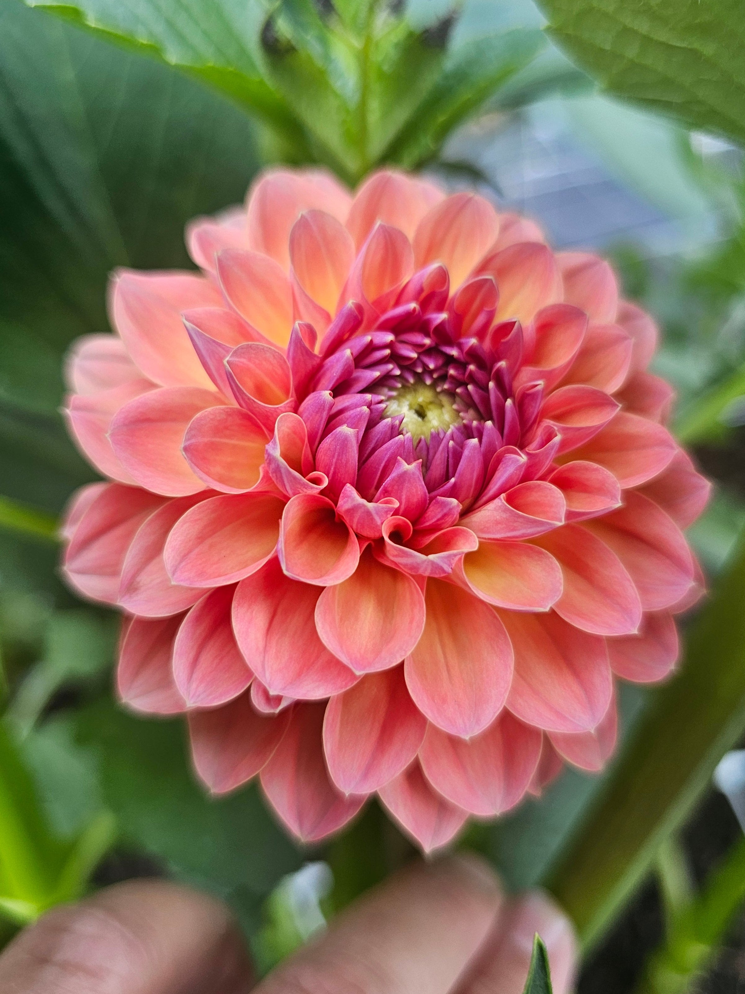 Apricot Breeze