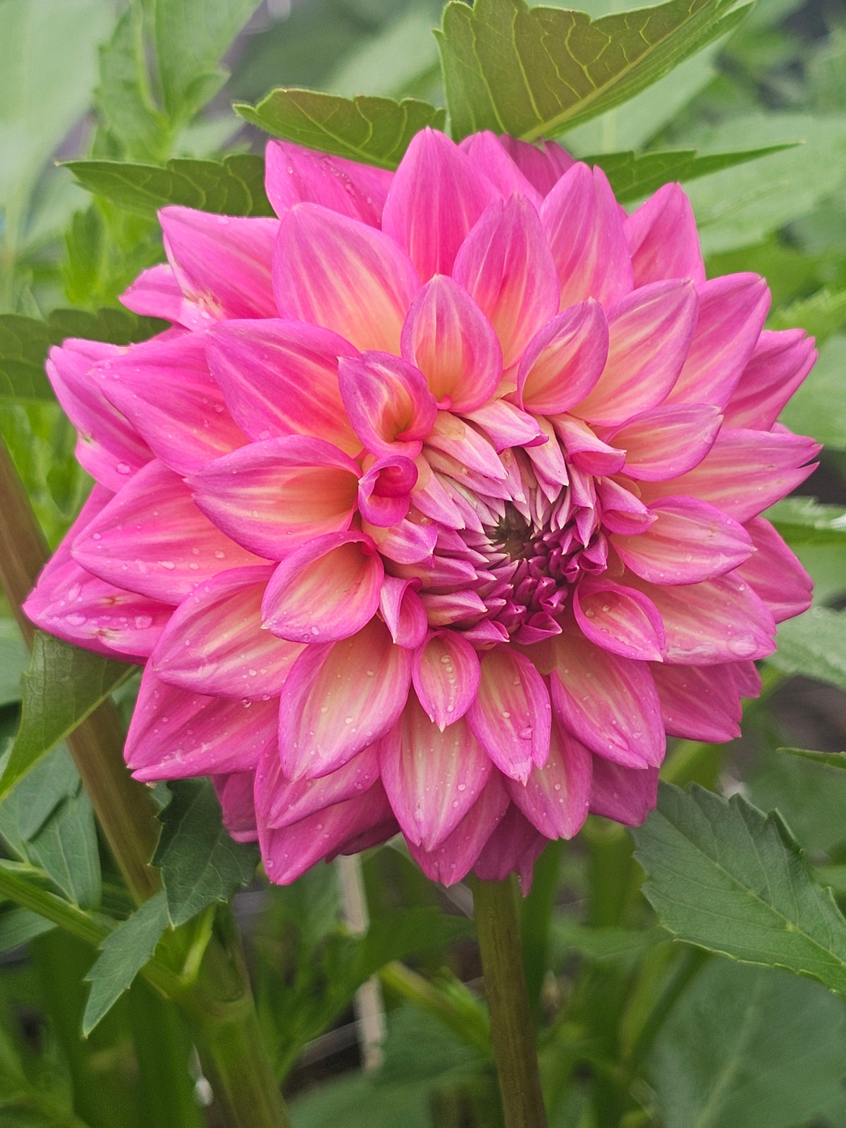 Belle (Juliet)