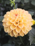 Ferncliff Sunstruck