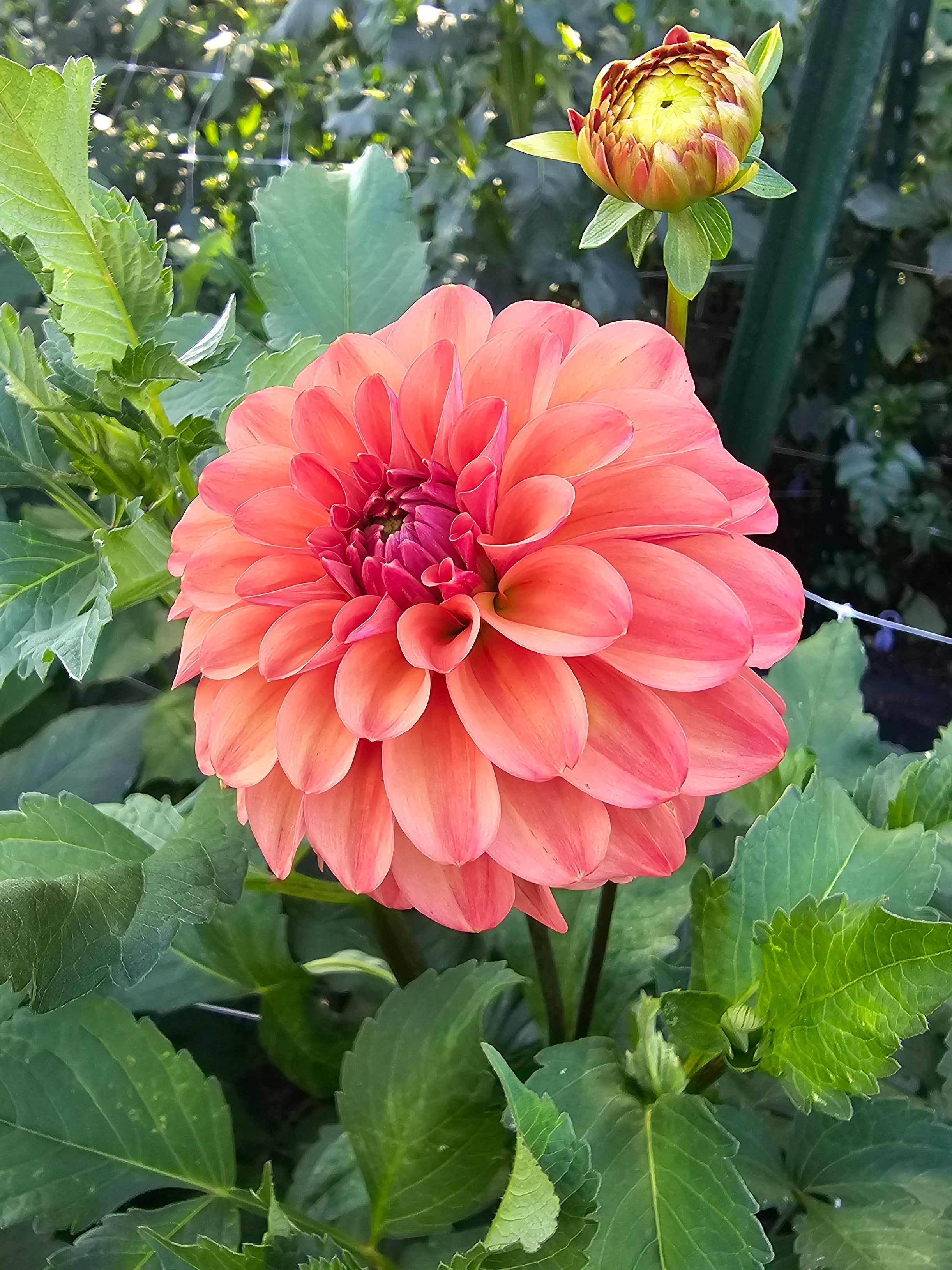 KA Blood Orange