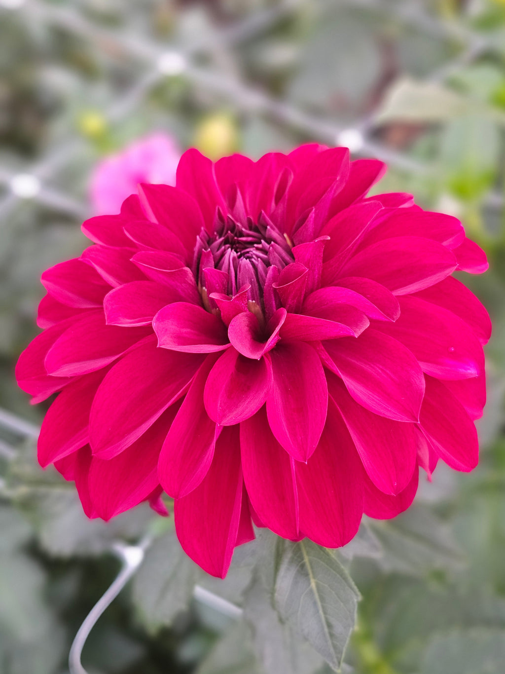 MD's Sadie