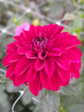 MD's Sadie