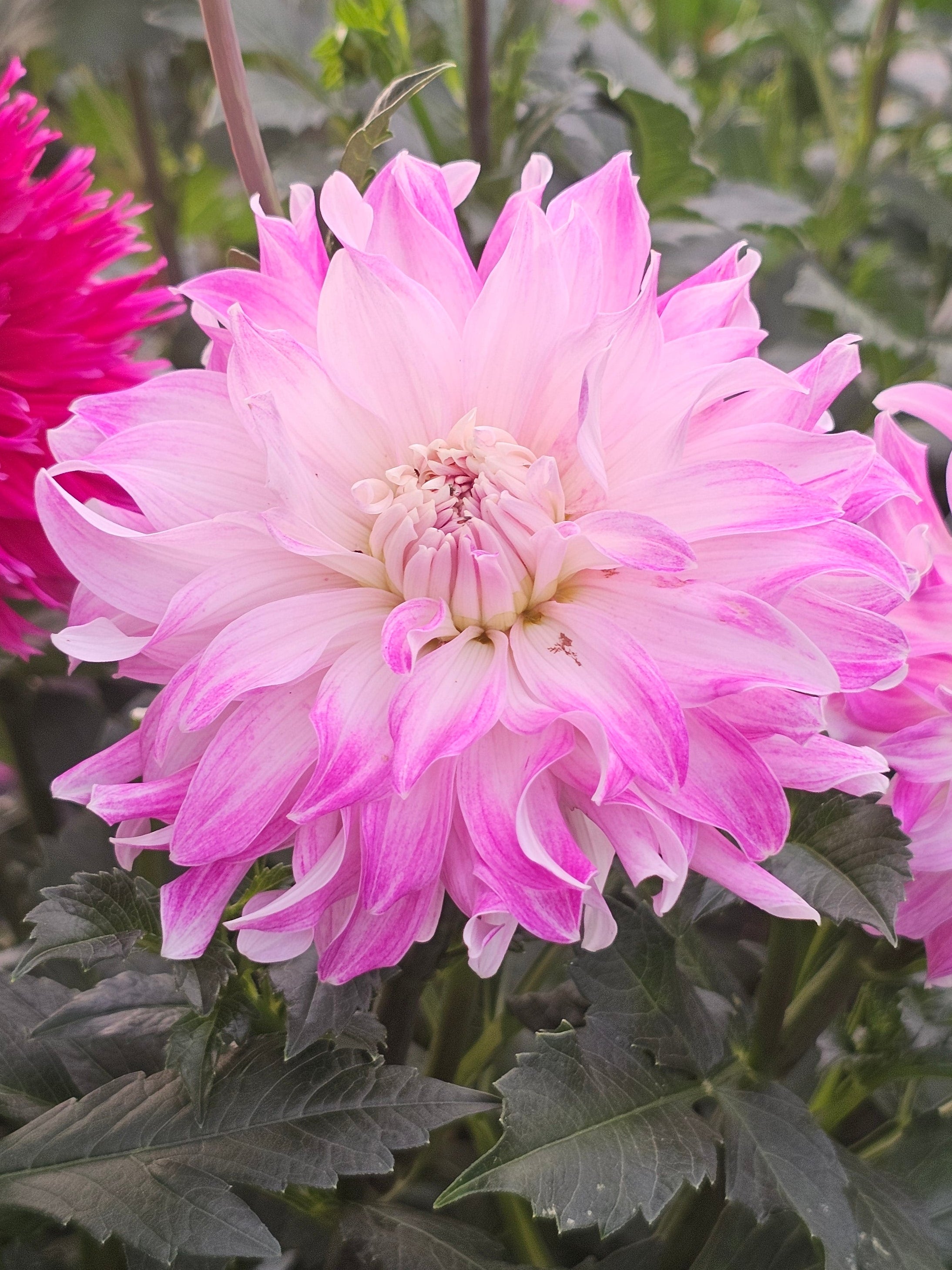 Pink Petticoat