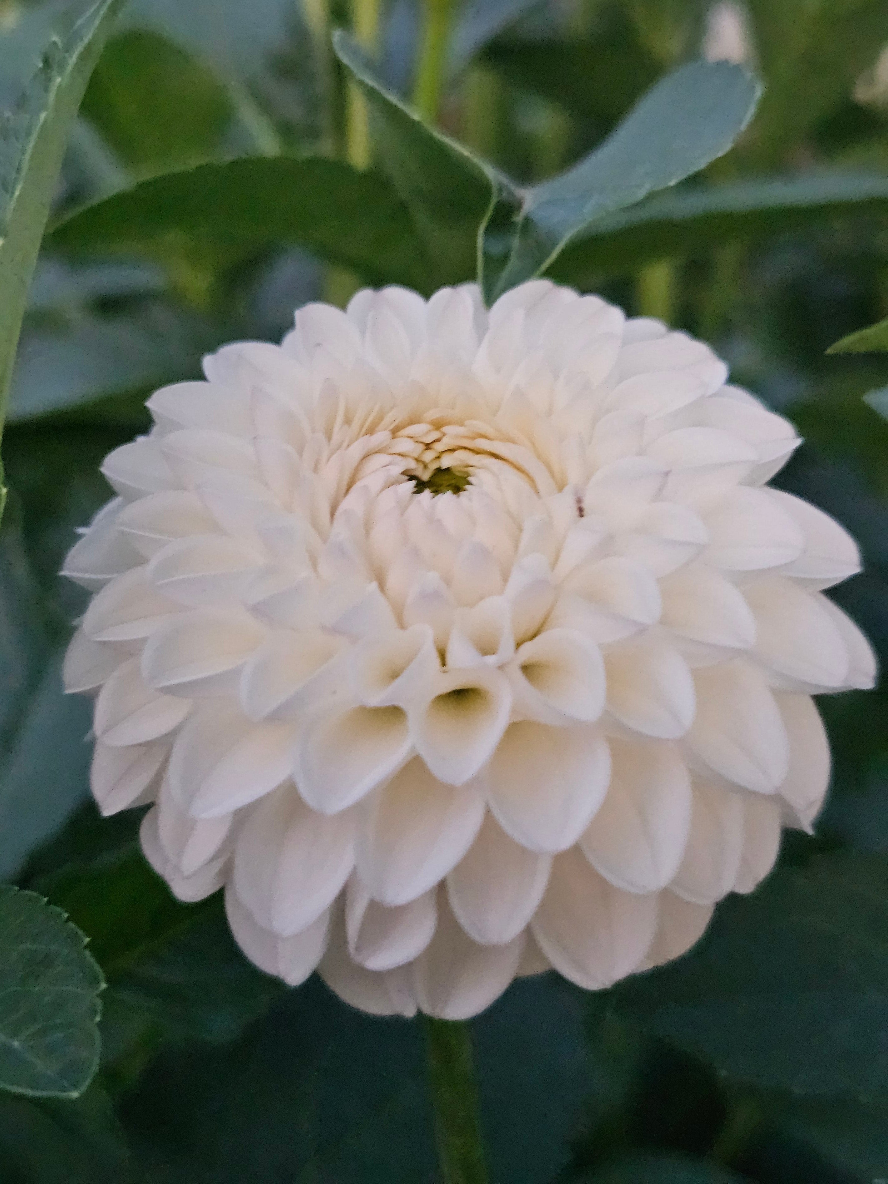 Ferncliff Pearl