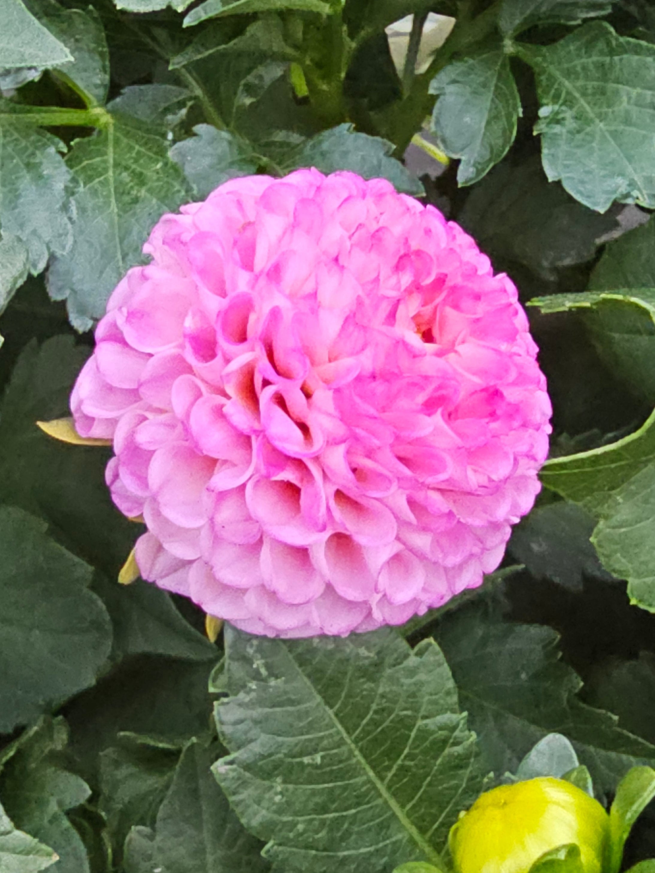 Lismore Peggy