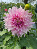 KA Lavendar Blush