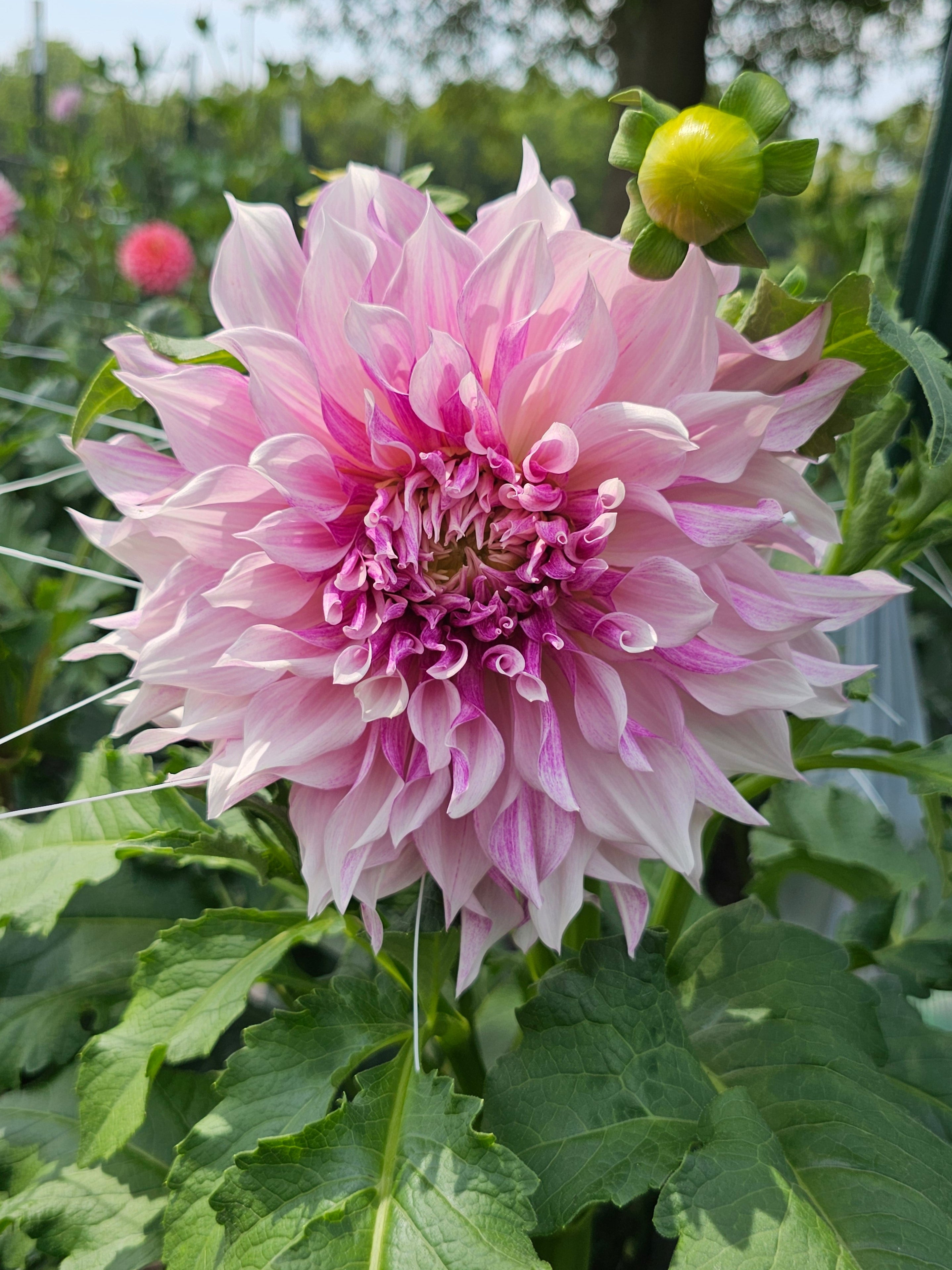KA Lavendar Blush