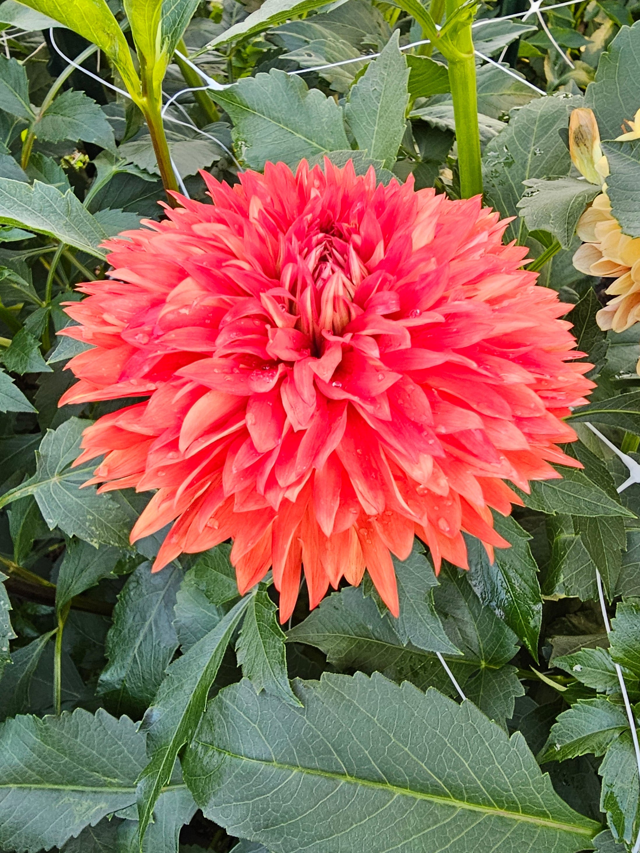Improved Orange Cushion