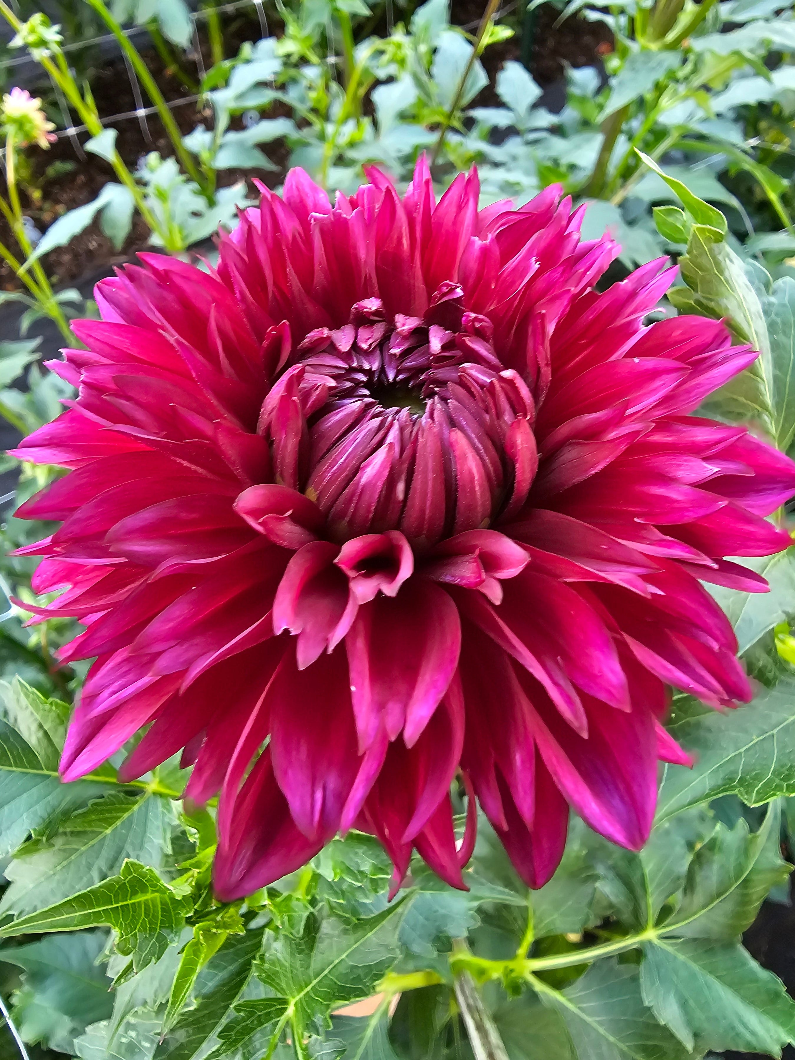 Merlot