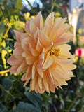 Lee's Lotusland