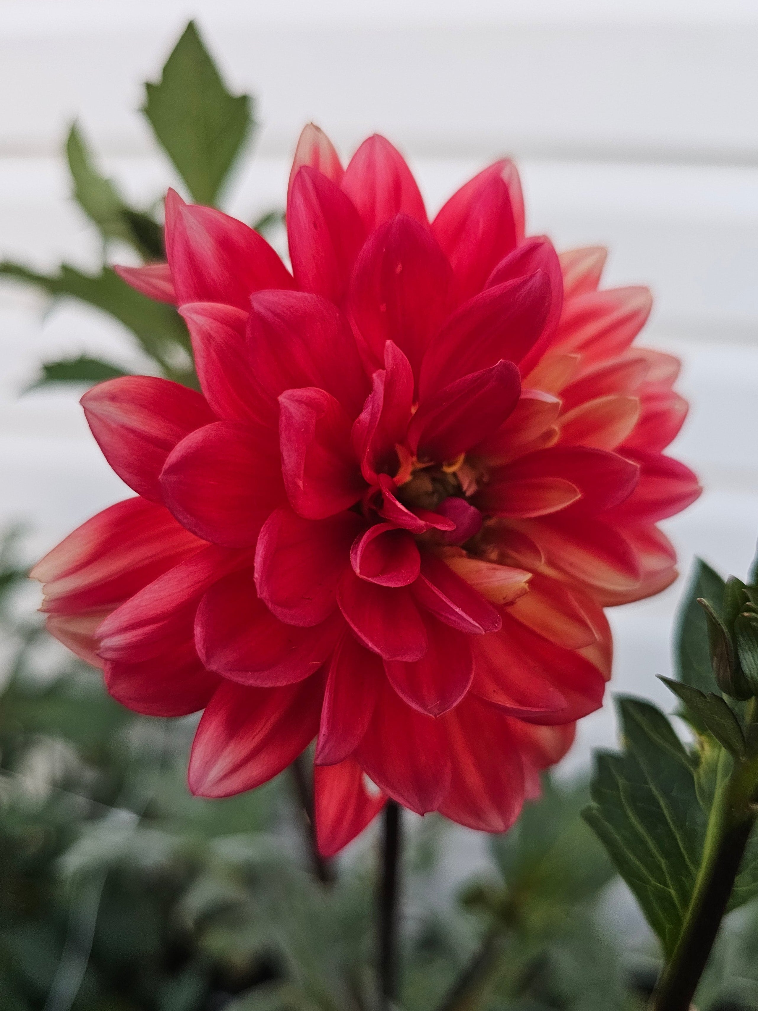 Mak's Royal Ruby