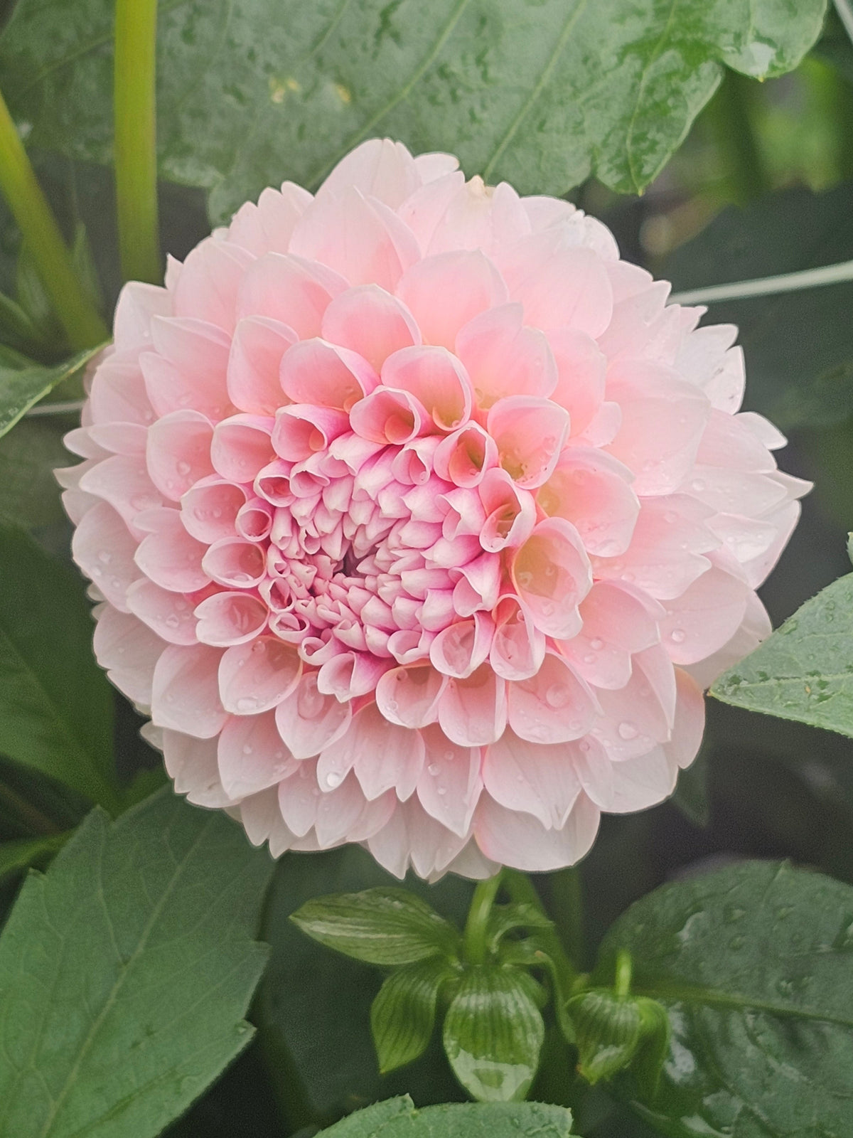 Blushing Swede