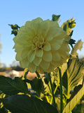 Lee's Primrose Queen