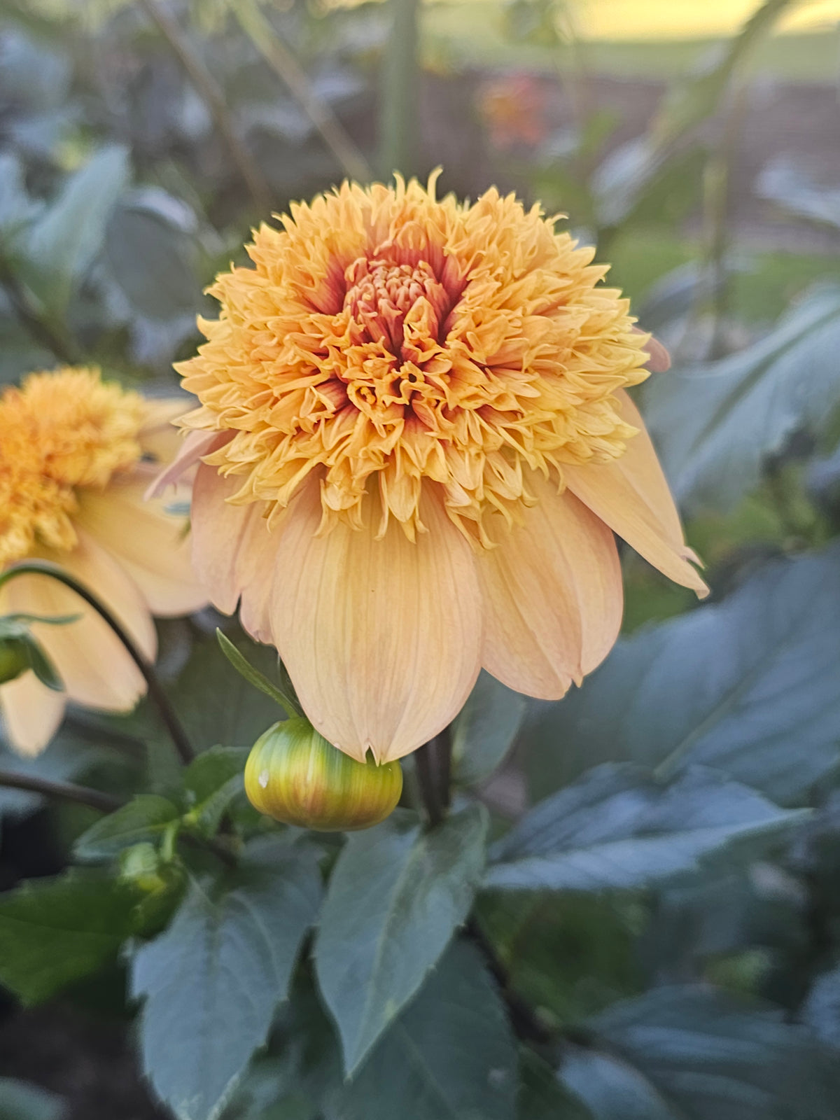 Sandia Brocade