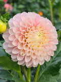 Hollyhill Pollyanna