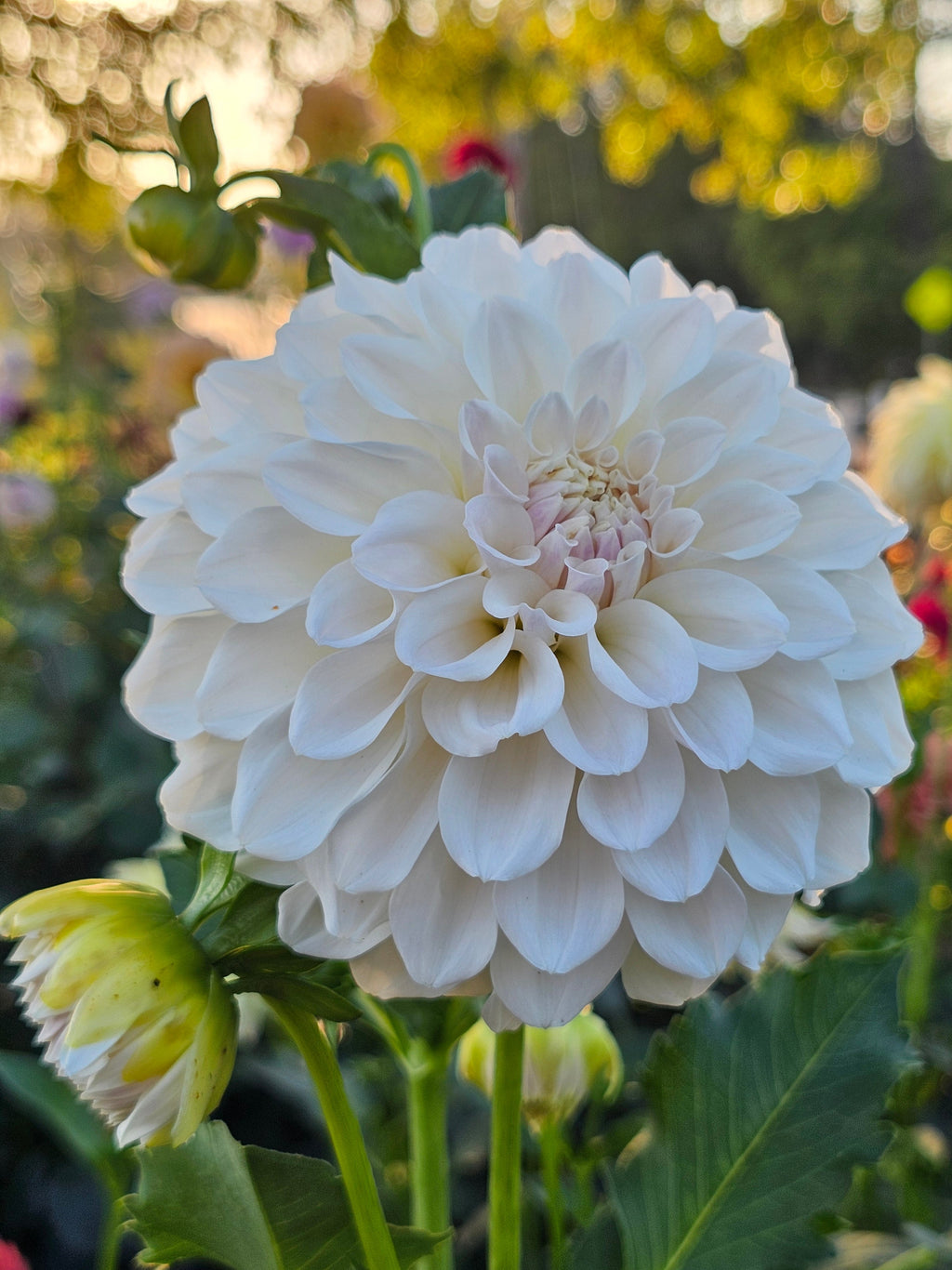 Irish Ruffles